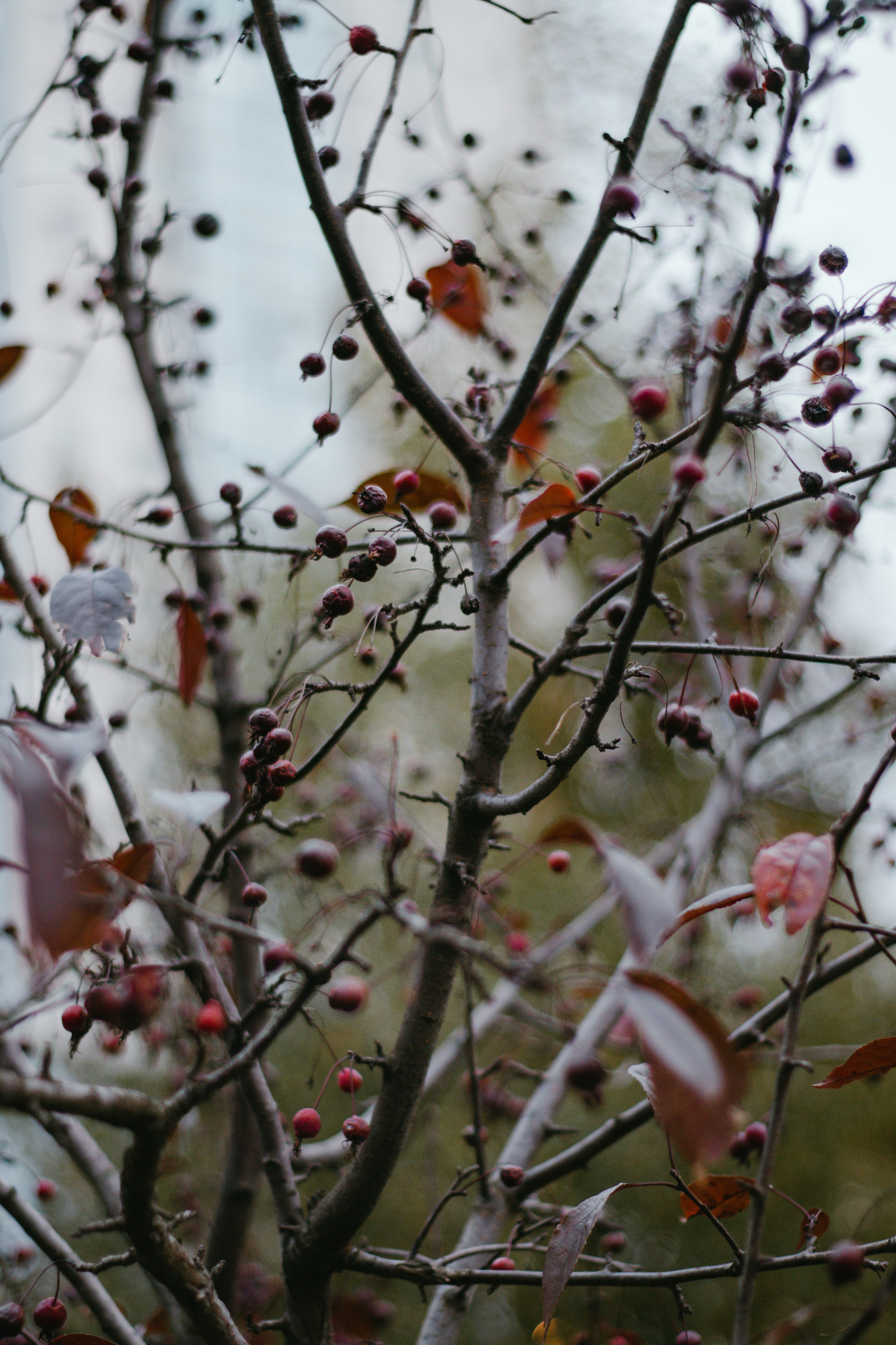 red and white flowers on tree branch